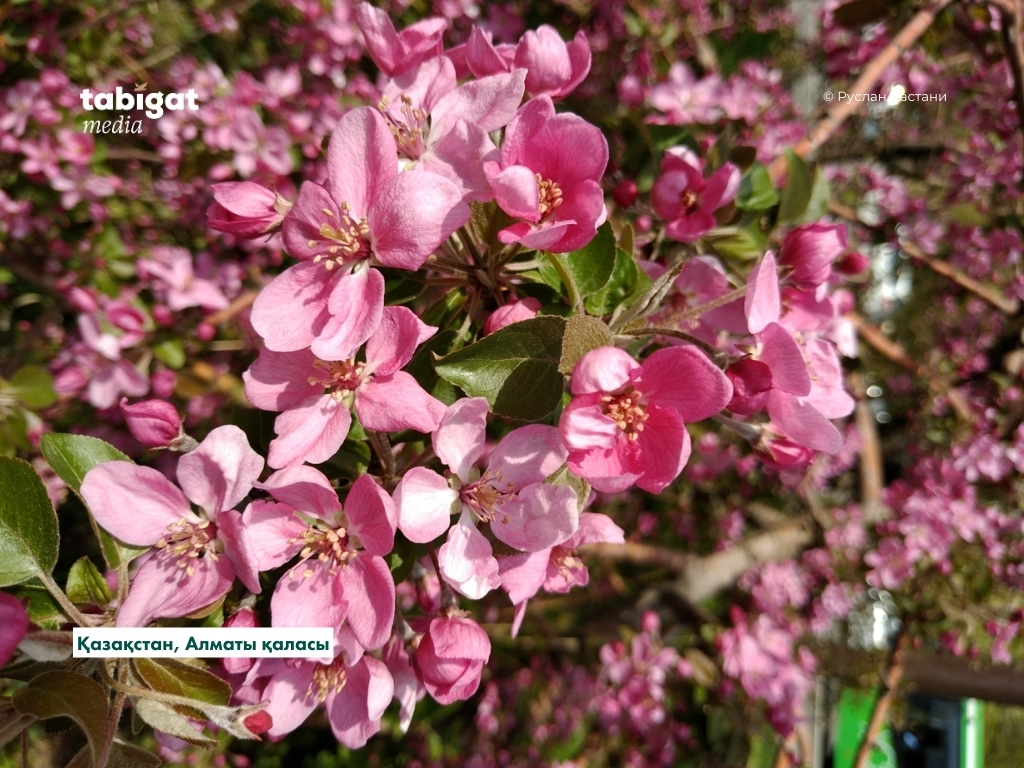 Қызыл шаштардың қос енуі